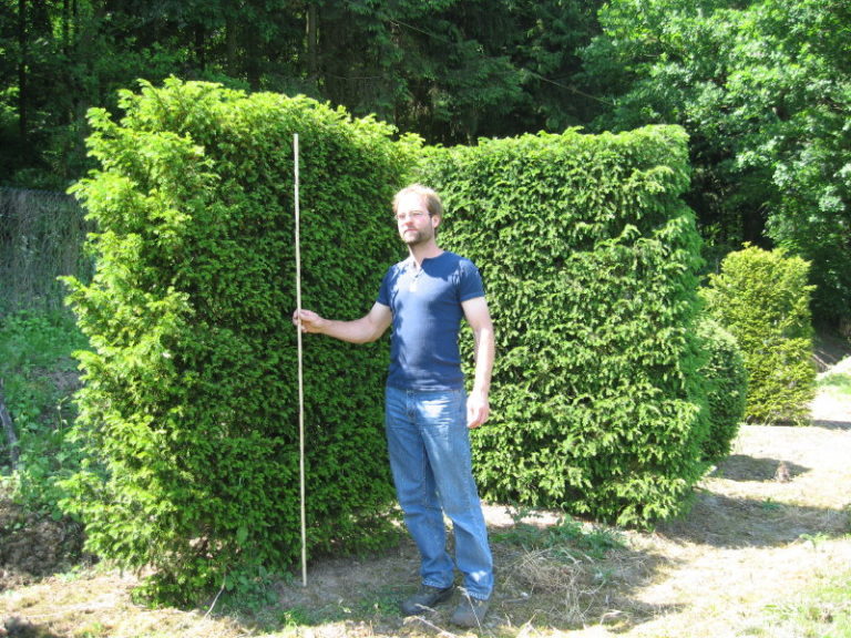 Nadelgehölze Baumschulen Ewald Fischer